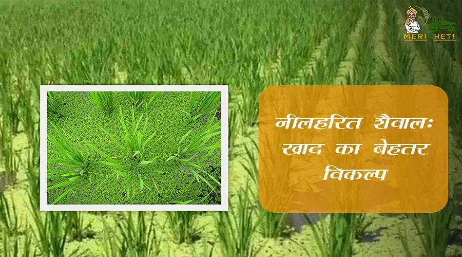 नीलहरित शैवाल: खाद का बेहतर विकल्प