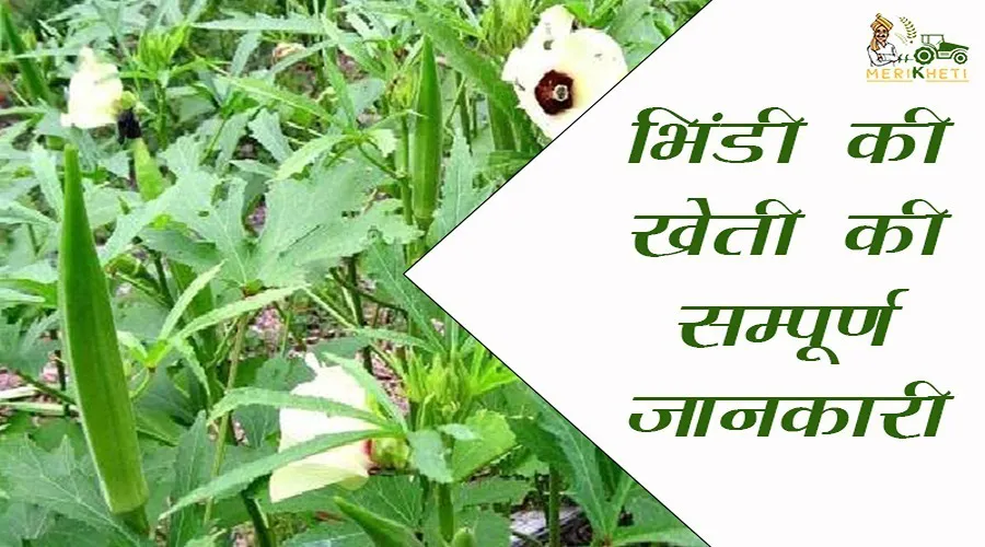 भिंडी की खेती की सम्पूर्ण जानकारी