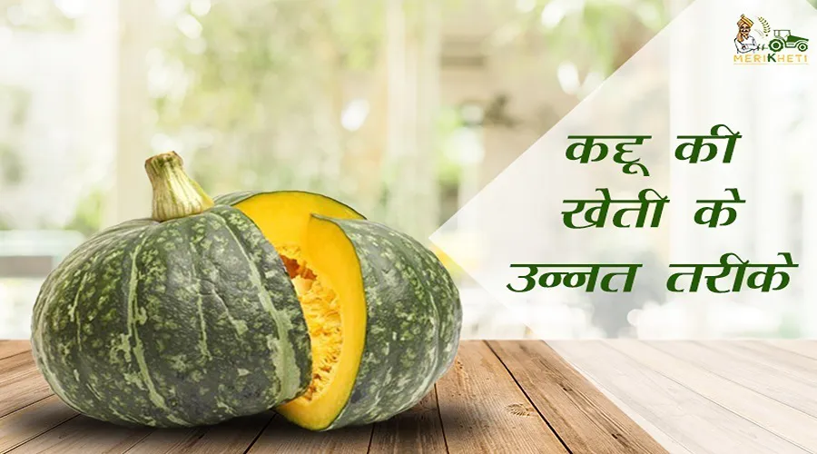कद्दू की खेती ( Pumpkin Farming) के उन्नत तरीके