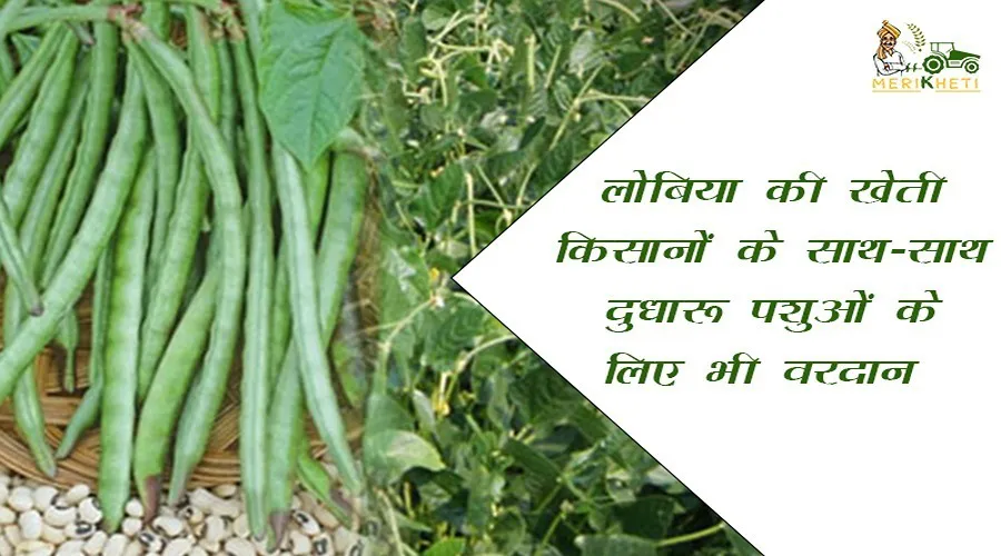 लोबिया की खेती: किसानों के साथ साथ दुधारू पशुओं के लिए भी वरदान