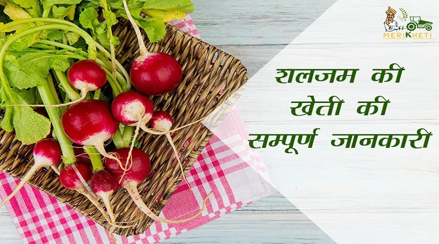 शलजम की खेती की सम्पूर्ण जानकारी