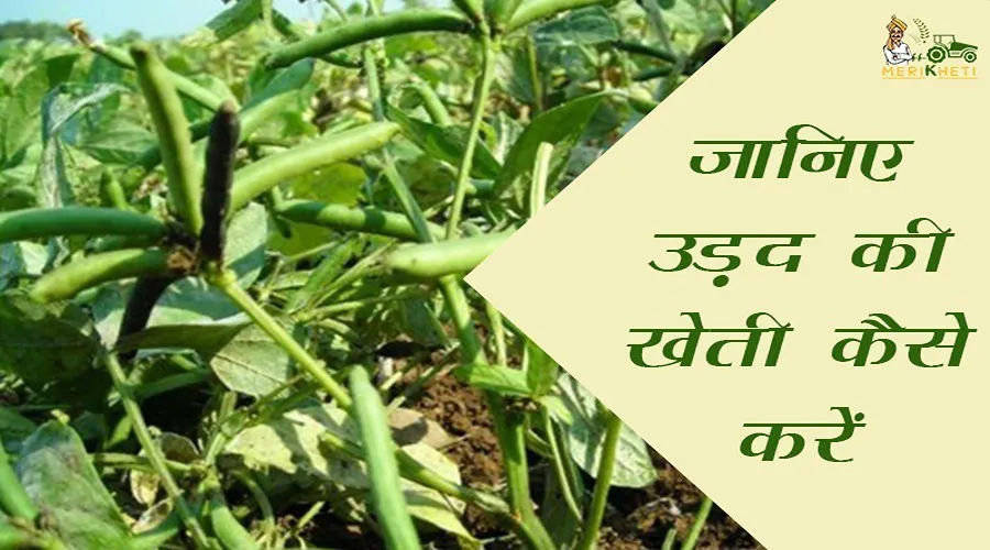 जानिए कैसे करें उड़द की खेती