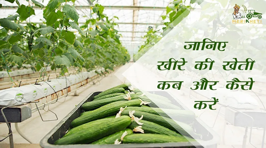 खीरे की खेती कब और कैसे करें?