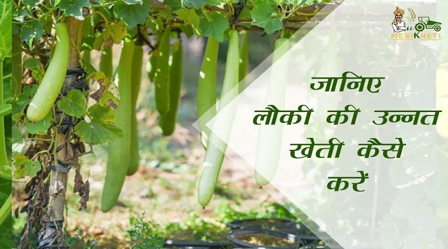 जानिए लौकी की उन्नत खेती कैसे करें