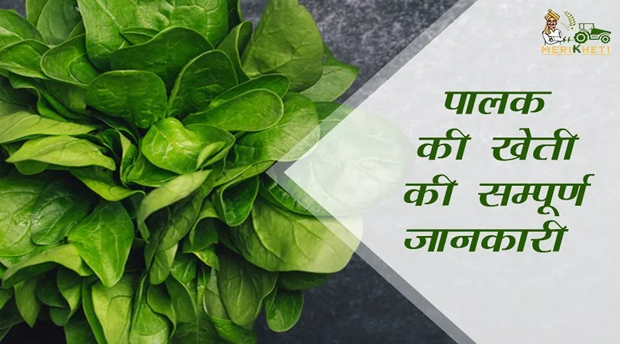 पालक की खेती की सम्पूर्ण जानकारी