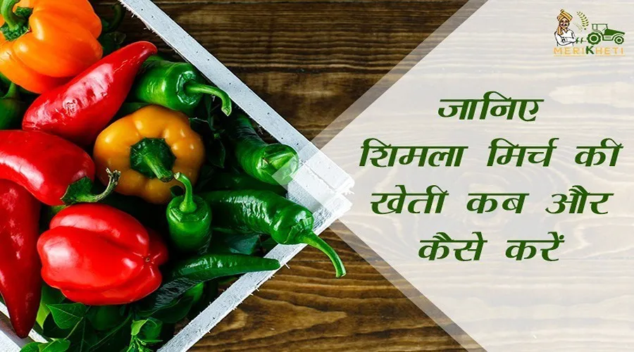 शिमला मिर्च की खेती कब और कैसे करें