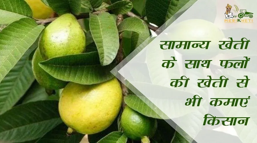 सामान्य खेती के साथ फलों की खेती से भी कमाएं किसान: अमरूद की खेती के तरीके और फायदे