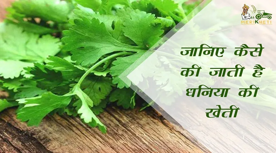 जानिए कैसे की जाती है धनिया की खेती? ये किस्में देंगी अधिक उत्पादन