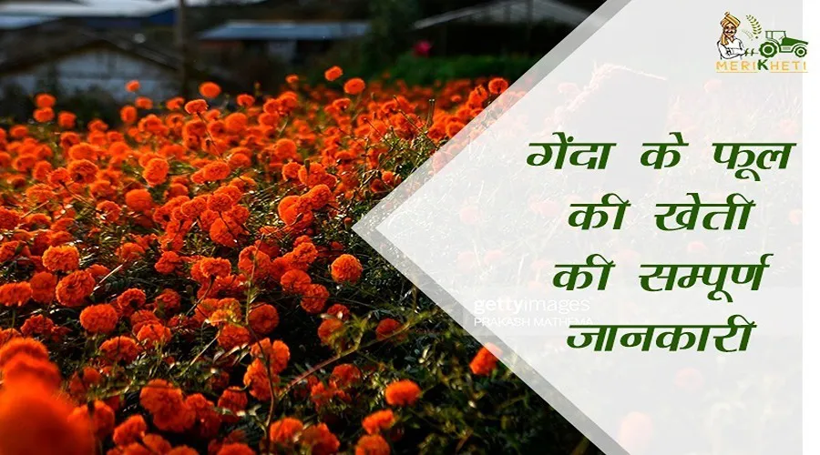 गेंदा के फूल की खेती की सम्पूर्ण जानकारी