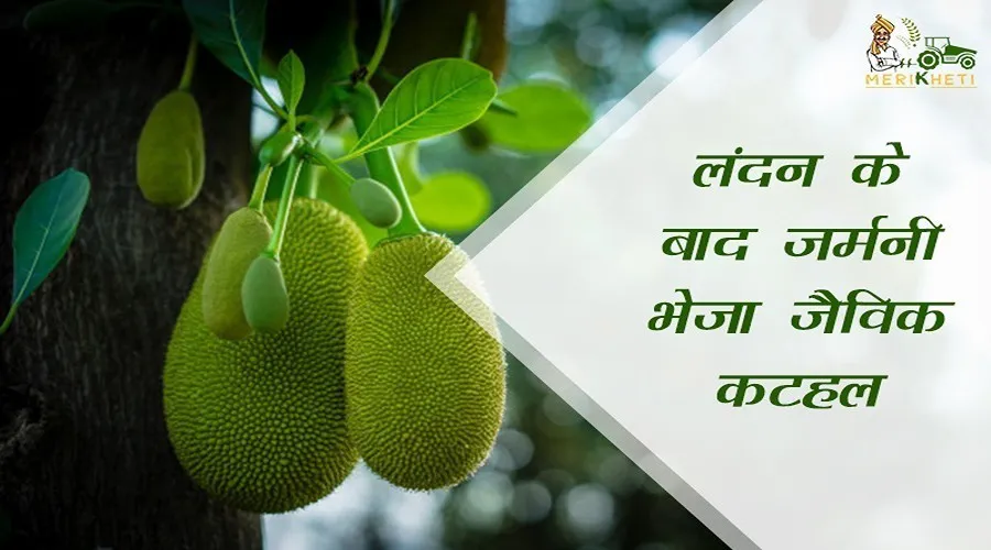 लंदन के बाद जर्मनी भेजा जैविक कटहल