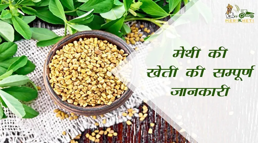 मेथी की खेती की सम्पूर्ण जानकारी