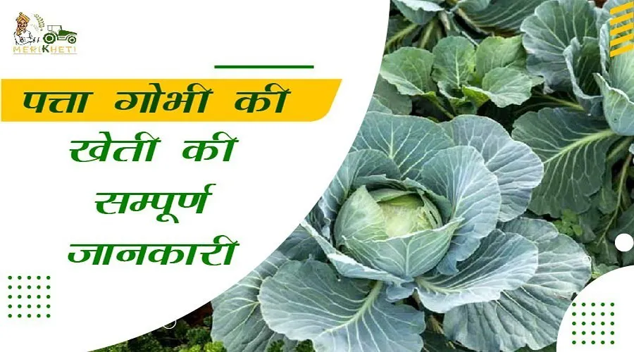 पत्ता गोभी की खेती की सम्पूर्ण जानकारी