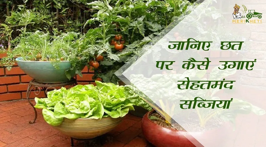 छत पर उगाएं सेहतमंद सब्जियां