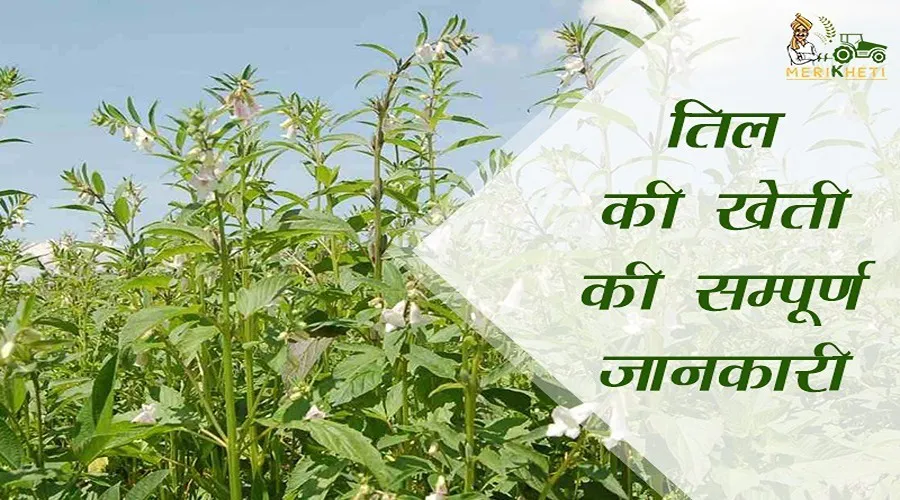 तिल की खेती की सम्पूर्ण जानकारी