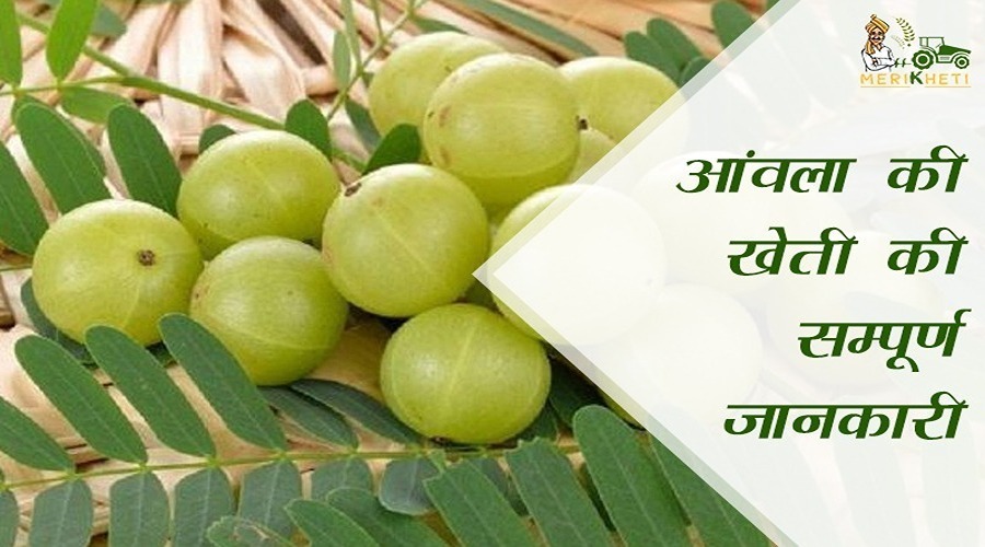 आंवला की खेती की सम्पूर्ण जानकारी (Gooseberry Farming in Hindi)