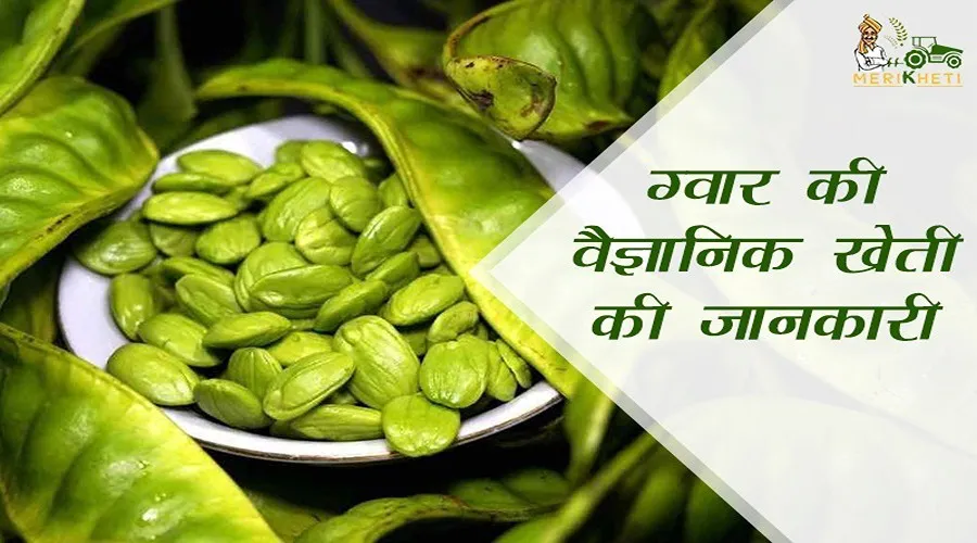 Guar Farming: ग्वार की वैज्ञानिक खेती की जानकारी