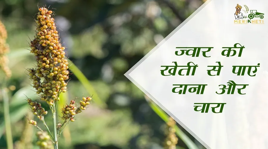 ज्वार की खेती से पाएं दाना और चारा