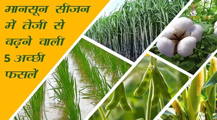 मानसून सीजन में तेजी से बढ़ने वाली ये 5 अच्छी फसलें