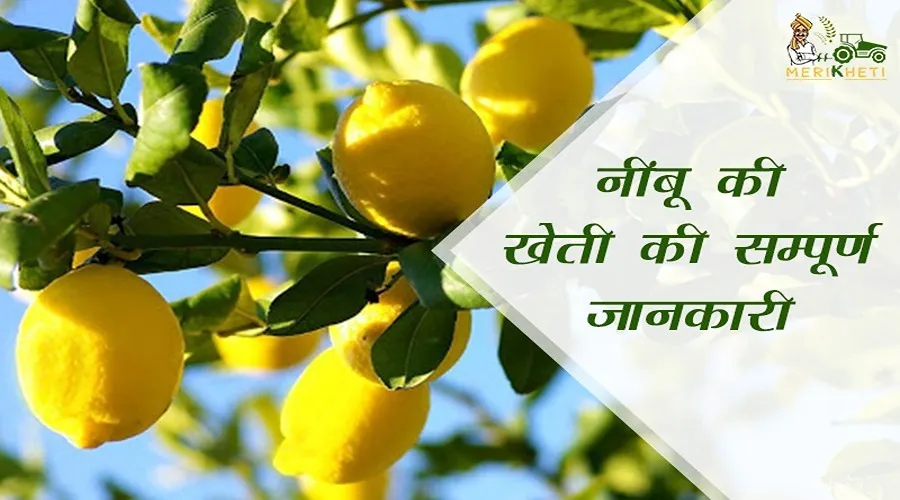 नींबू की खेती की सम्पूर्ण जानकारी