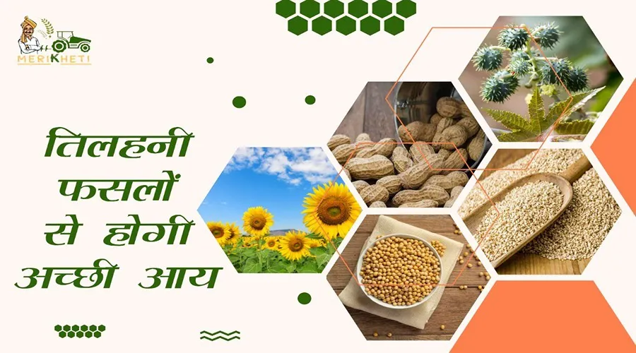 तिलहनी फसलों से होगी अच्छी आय