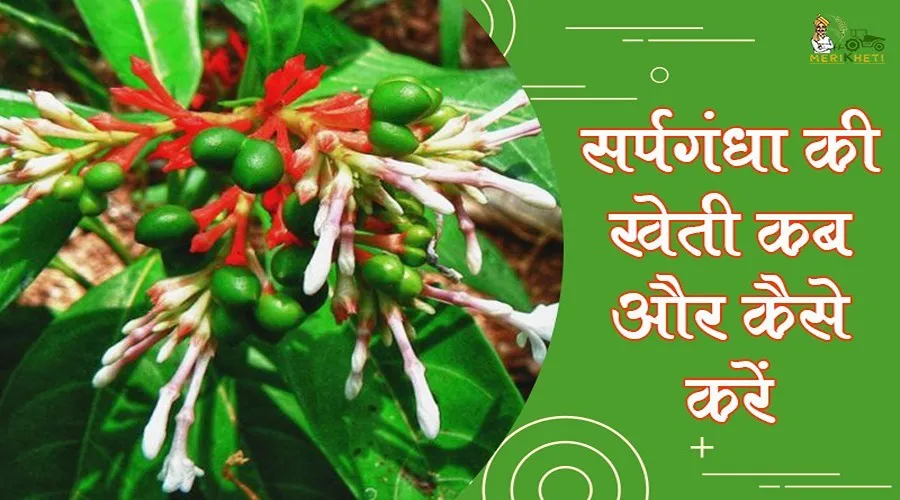 सर्पगंधा की खेती कब और कैसे करें