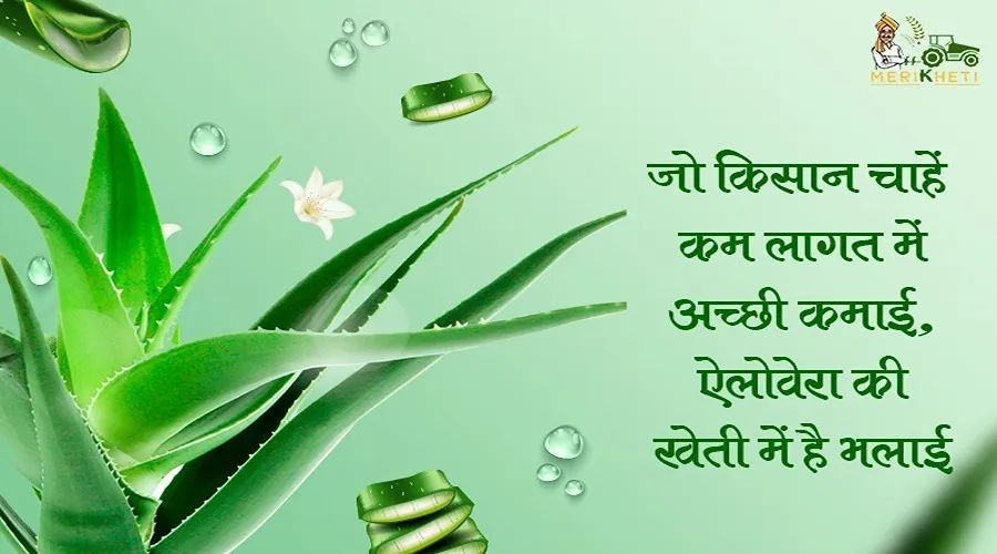 जो किसान चाहें कम लागत में अच्छी कमाई, ऐलोवेरा की खेती में है भलाई