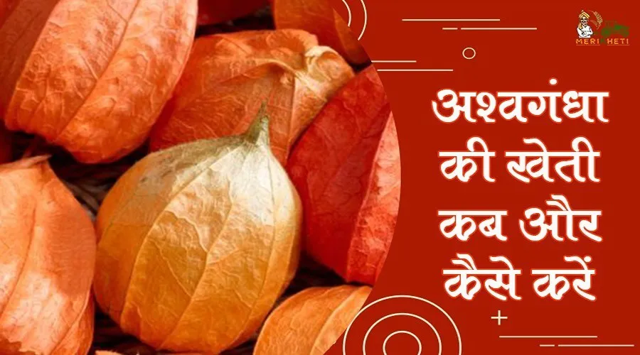 जानिए अश्वगंधा की खेती कब और कैसे करें