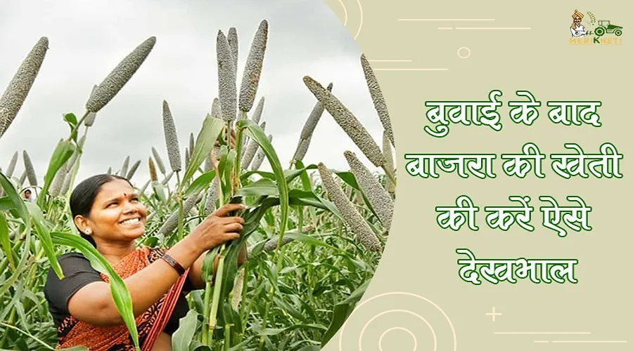 बुवाई के बाद बाजरा की खेती की करें ऐसे देखभाल