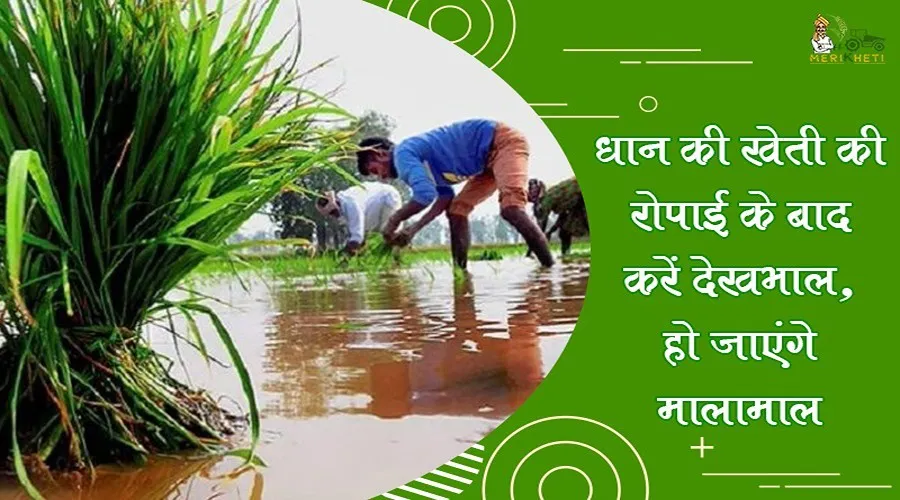 धान की खेती की रोपाई के बाद करें देखभाल, हो जाएंगे मालामाल