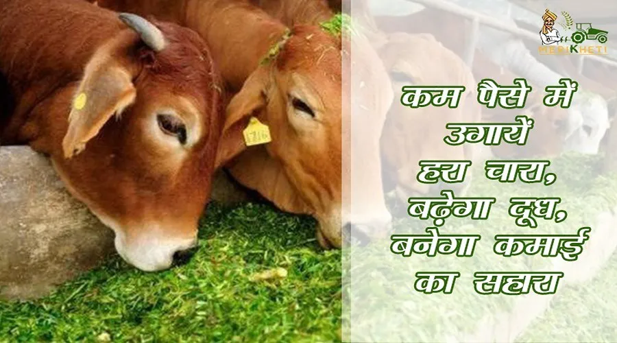 कम पैसे में उगायें हरा चारा, बढ़ेगा दूध, बनेगा कमाई का सहारा