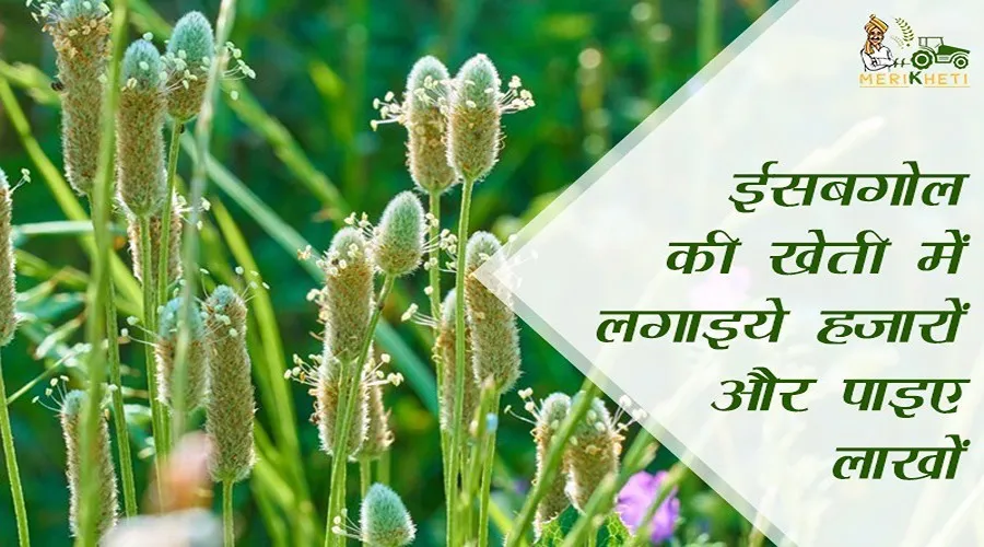 Isabgol Farming-ईसबगोल की खेती में लगाइये हजारों और पाइए लाखों