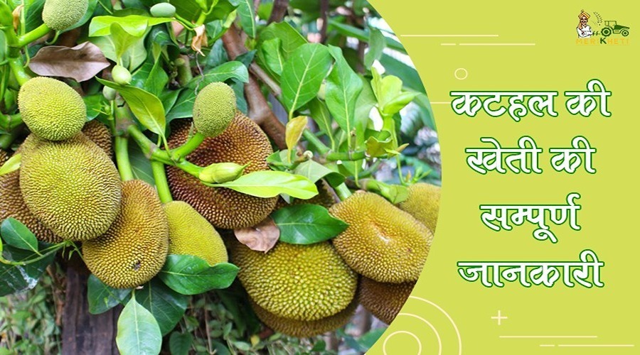 कटहल की खेती की सम्पूर्ण जानकारी (Jackfruit Farming Information In Hindi)