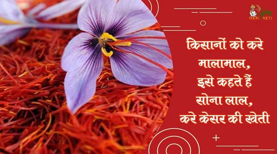किसानों को करे मालामाल, इसे कहते हैं सोना लाल, करे केसर की खेती