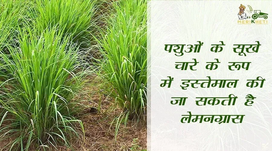 पशुओं के सूखे चारे के रूप में इस्तेमाल की जा सकती है लेमनग्रास