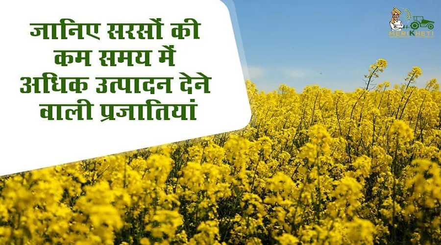 जानिए सरसों की कम समय में अधिक उत्पादन देने वाली प्रजातियां