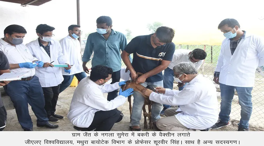 मवेशियों का काल बनी आंत की टीबी