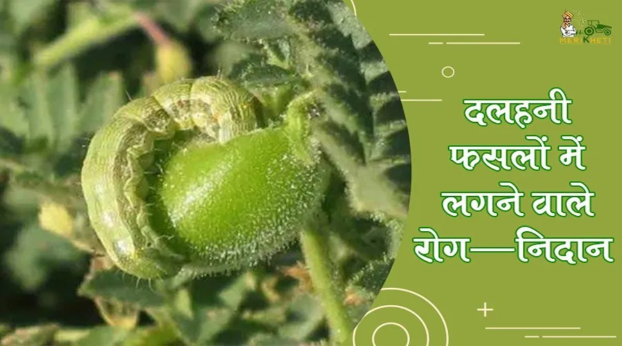 दलहनी फसलों में लगने वाले रोग—निदान