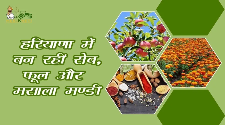 हरियाणा में बन रहीं है सेब,फूल और मसाला मण्डी