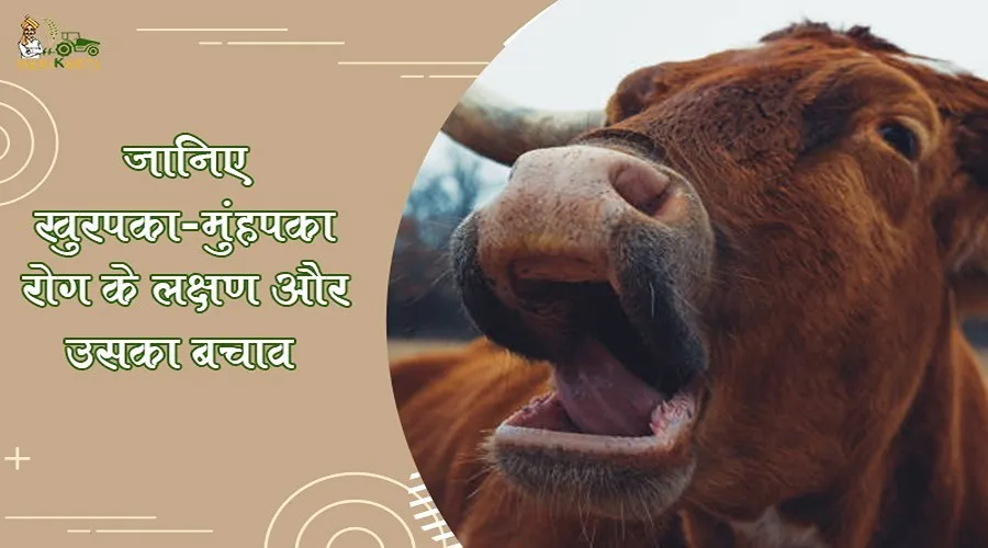 जानिए खुरपका-मुंहपका रोग के लक्षण और उसका बचाव