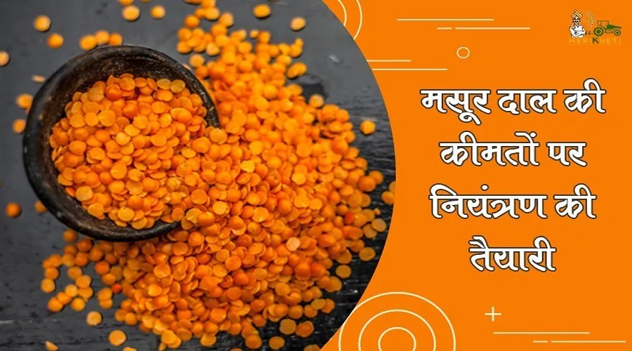 मसूर दाल की कीमतों पर नियंत्रण की तैयारी