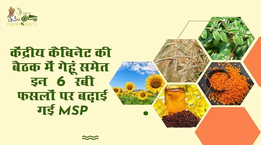 गेहूं समेत इन 6 रबी फसलों पर सरकार ने बढ़ाया MSP,जानिए कितनी है नई दरें?