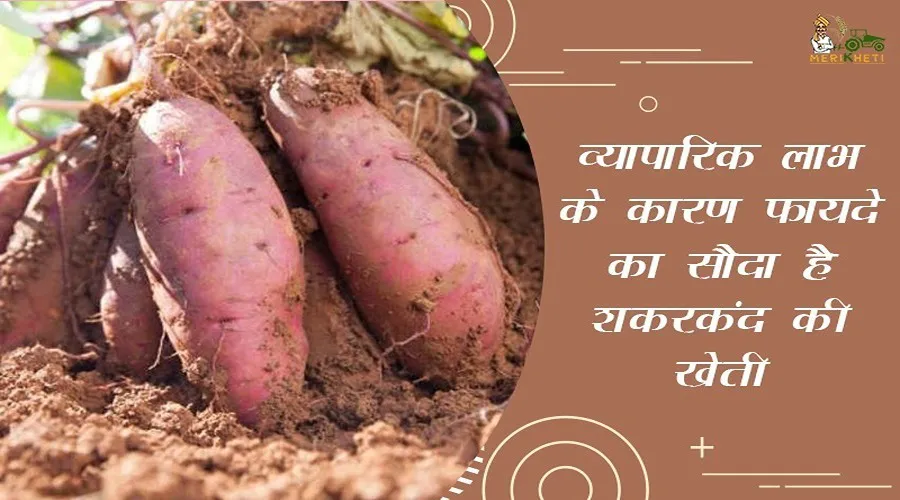 व्यापारिक लाभ के कारण फायदे का सौदा है शकरकंद की खेती