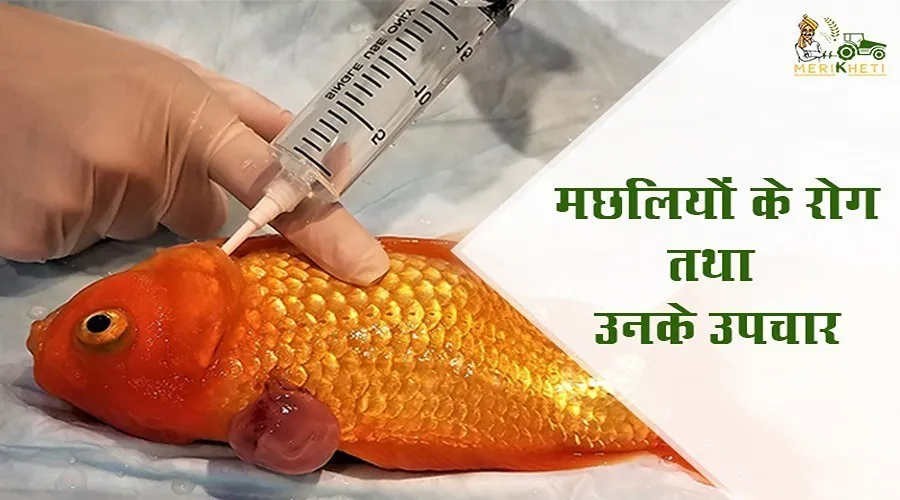 मछलियों के रोग तथा उनके उपचार
