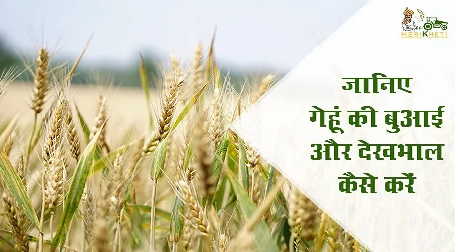 जानिए गेहूं की बुआई और देखभाल कैसे करें