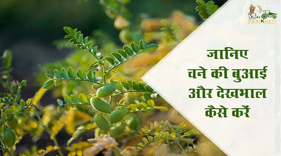 जानिए चने की बुआई और देखभाल कैसे करें