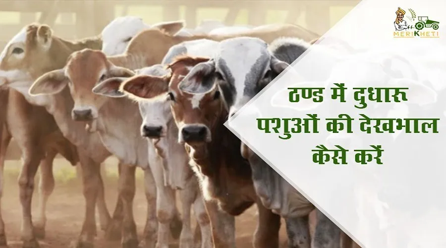 ठण्ड में दुधारू पशुओं की देखभाल कैसे करें