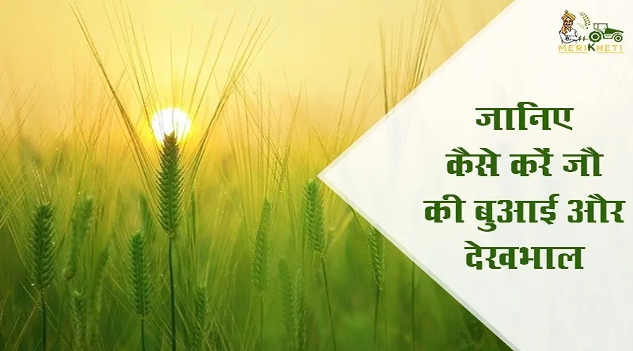 जानिये कैसे करें जौ की बुआई और देखभाल