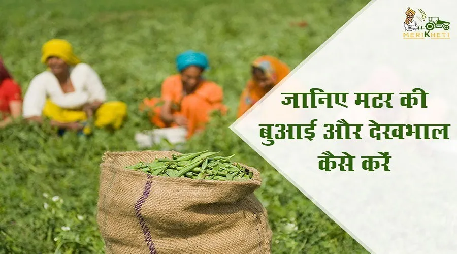 जानिए मटर की बुआई और देखभाल कैसे करें
