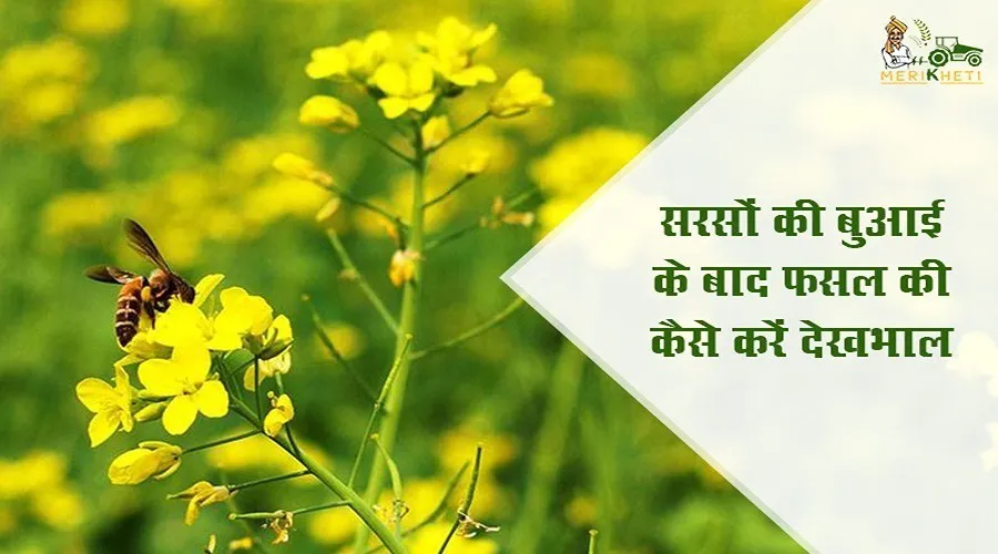 जानिए सरसों की बुआई के बाद फसल की कैसे करें देखभाल