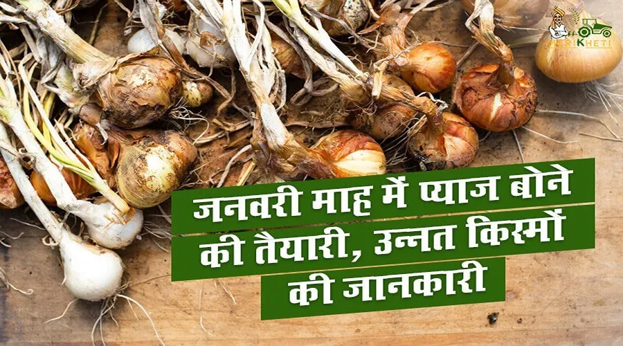 जनवरी माह में प्याज(Onion) बोने की तैयारी, उन्नत किस्मों की जानकारी